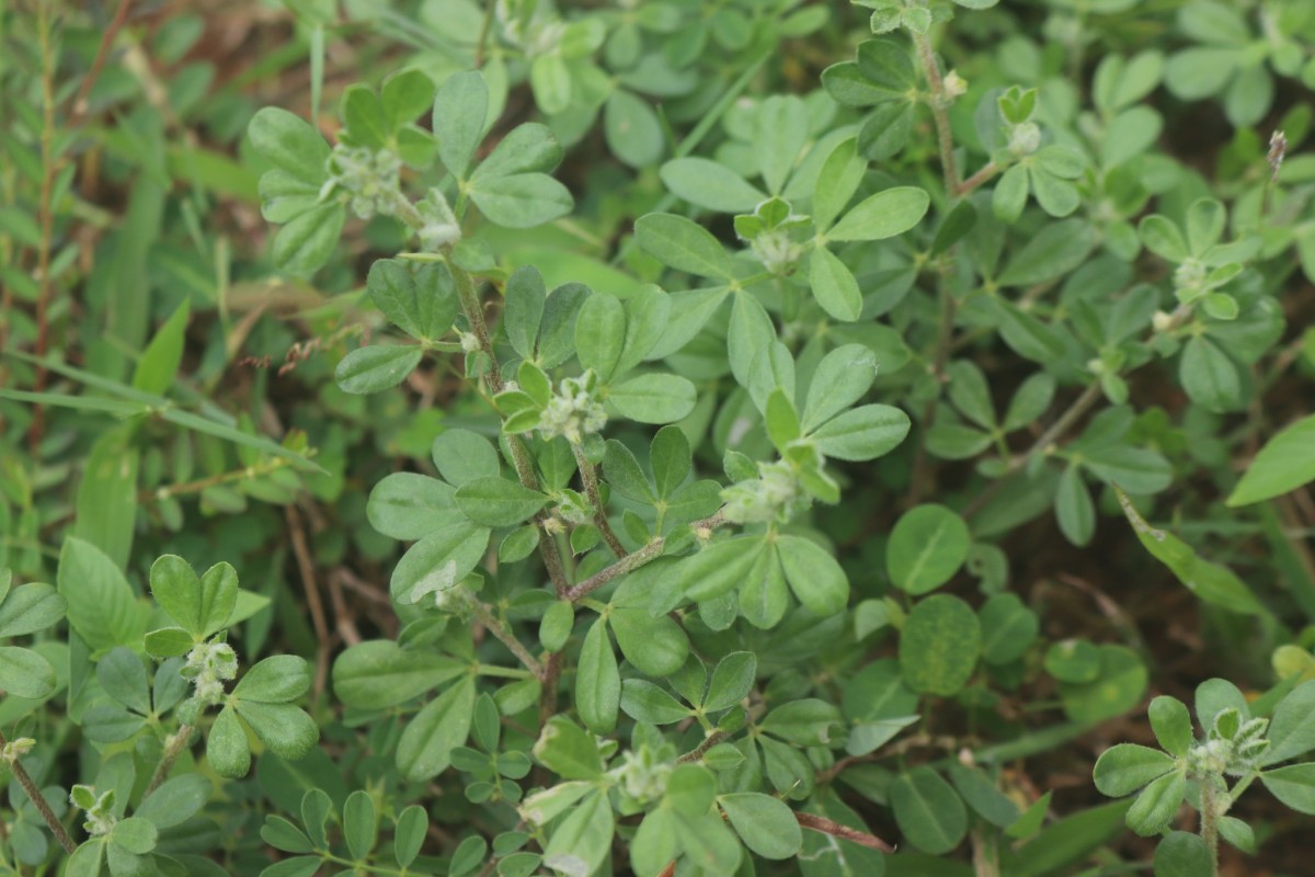 Rothia indica (L.) Druce